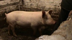 Вечернее кормление поросят !