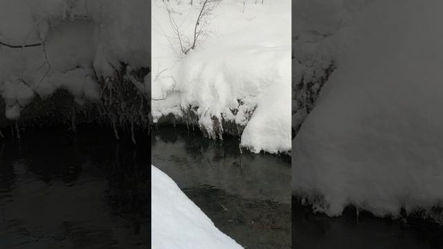 пальмы в снегу