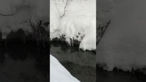пальмы в снегу