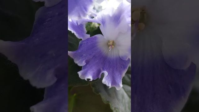 БО- Валентина Терешкова https://t.me/svetlanki_fislki #фиалки #домашниецветы смотреть онлайн