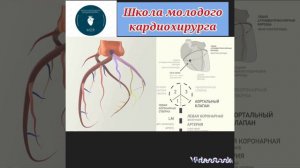 Анатомия коронарных артерий 3D. Школа молодого кардиохирурга √10