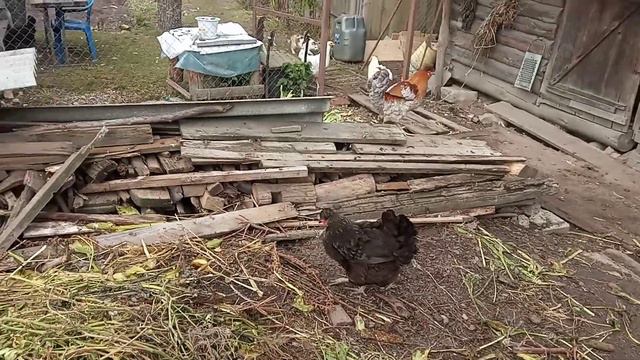 Курица села на яйца в конце сентября.
