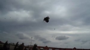 Охота паука за окном