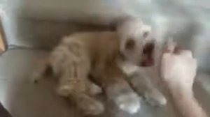 Сёма (Американский Коккер спаниель) (3 месяца)