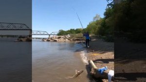 Рыбалка осетра на реке Миссисипи - Mississippi River fishing sturgeon 2018