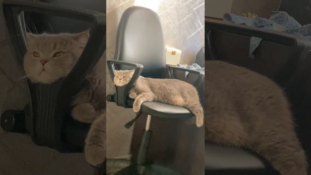 Кот Пуша