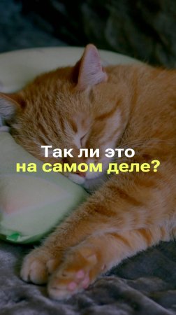 ВСЕ КОТЫ АКТИВНЫ НОЧЬЮ!