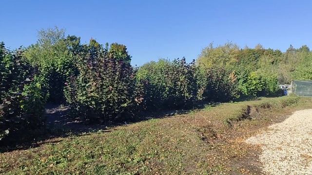 Фундук Подарок Ваничевой (4219). Обзор сорта и липецкого питомника. смотреть онлайн