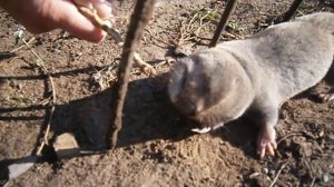 Слепыш-огрызается.