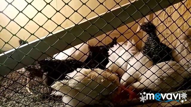 Доминанты. Можно ли инкубировать их яйцо? смотреть онлайн