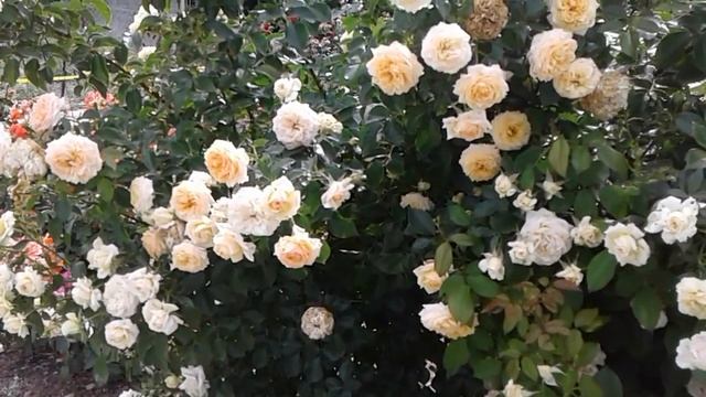 розы Лиа Меж, Велленшпиль и Ля Калисон, питомник роз rozarium.biz смотреть онлайн