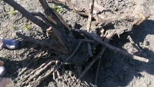 Корчевание пней минитрактором