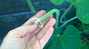 ЛАГЕНАРИЯ-УНИКАЛЬНОЕ РАСТЕНИЕ/ГИГАНТСКИЕ СЪЕДОБНЫЕ КАБАЧКИ.