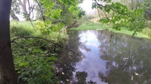 Установка следового капкана на бобра, если возле берега сразу глубина