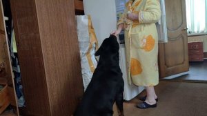 Дюшка и Шуня собрали небольшой подарок в собачий приют