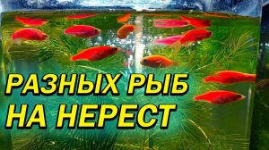 Посадил разных рыб на нерест [Данио, тернецию, живородку на нерест]