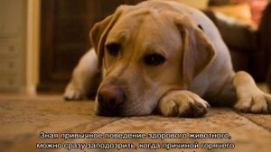 Горячий нос у собаки: причины и что делать