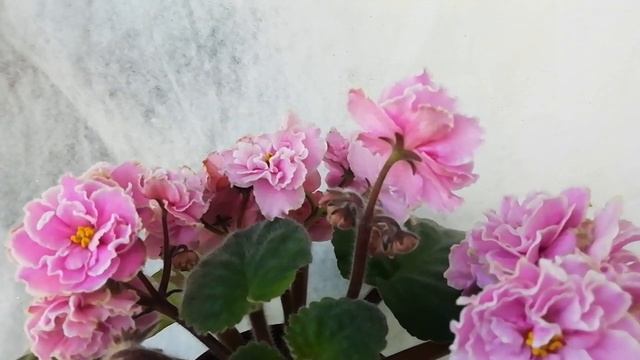 ЕК-Любаша смотреть онлайн