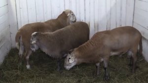 КАТУМСКИЕ БАРАНЫ