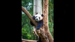 Забавные мишки панды