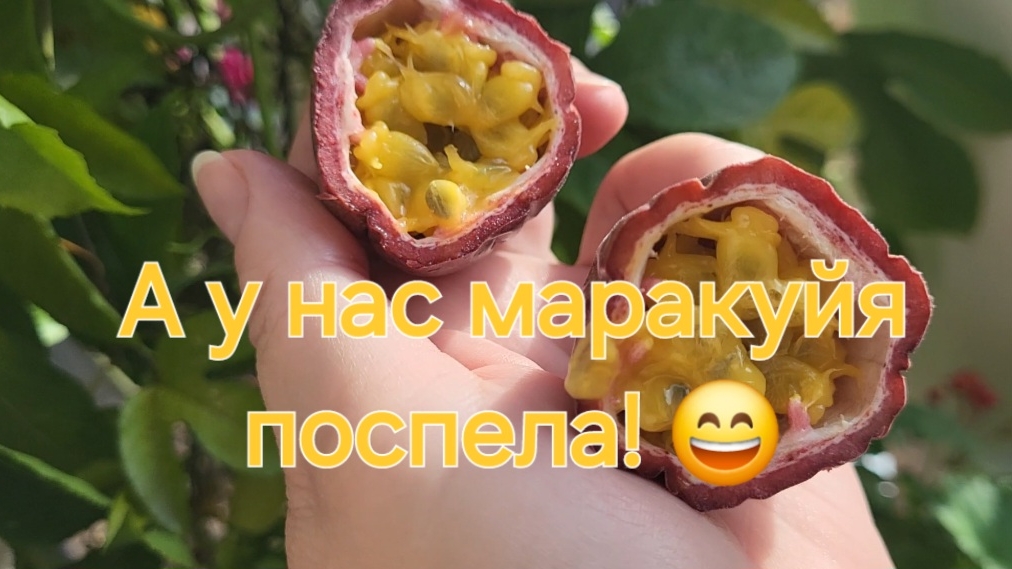 А у нас в Сибири маракуйя поспела!