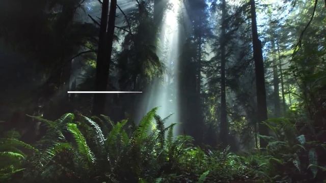 Невероятная польза кислорода и обычных прогулок по чистому лесу. смотреть онлайн