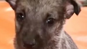 Дети били щенка камнями и палками, но ему удалось выжить.