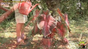 caladium