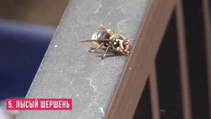 10 Самых Болезненных Укусов Насекомых В Мире!.mp4