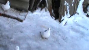 Пермские голуби