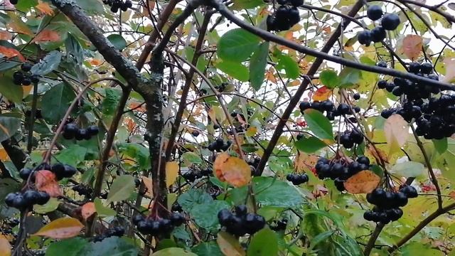 Дачные моменты. Осень, дожди... смотреть онлайн