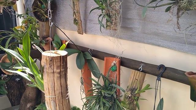 VOU ME SEPARAR😭VENDER TODAS MINHAS ORQUÍDEAS 😭 PÁSCOA! смотреть онлайн