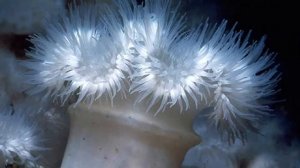 Многообразие кишечнополостных.AVI