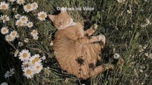 [Озвучка Iris Voice] Озвучка фф «Сосед напротив» Часть 4