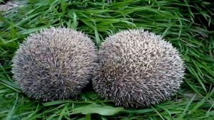 «Животные России», сборник - описание и интересные факты из жизни животных России.