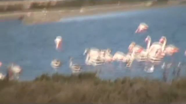 Фламинго на озере. Испания смотреть онлайн