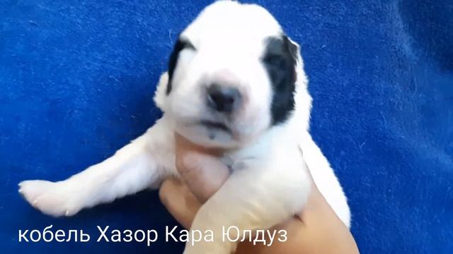 Недельные щенки АЛАБАЯ. Милота!