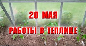 20 мая. Работы в теплице. Достроила грядку, высадила рассаду