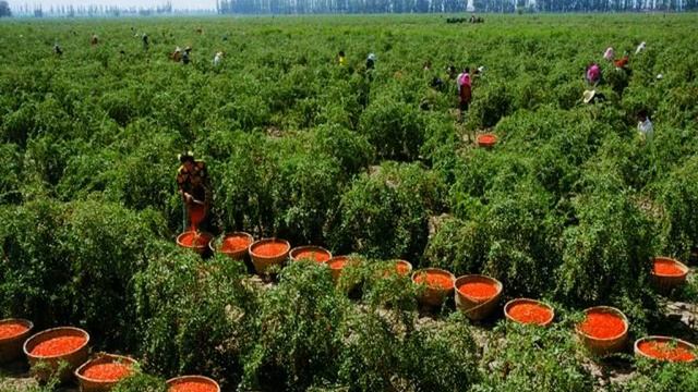 купить семена саженцы годжи смотреть онлайн