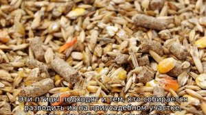 Куры Редбро