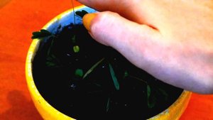 Мимоза стыдливая. 1 месяц растению.