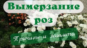 Беседы о розах. Уроки вымерзания.