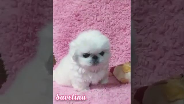 Питомник пекинесов "Савелина" - белоснежная Люция смотреть онлайн