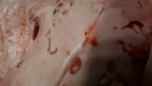 Глисты на печени трески. Анизакиды. Worms on the cod liver. Anisakids.