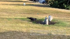 Австралийская весна. Птичий водопой   Australian Birds in Spring