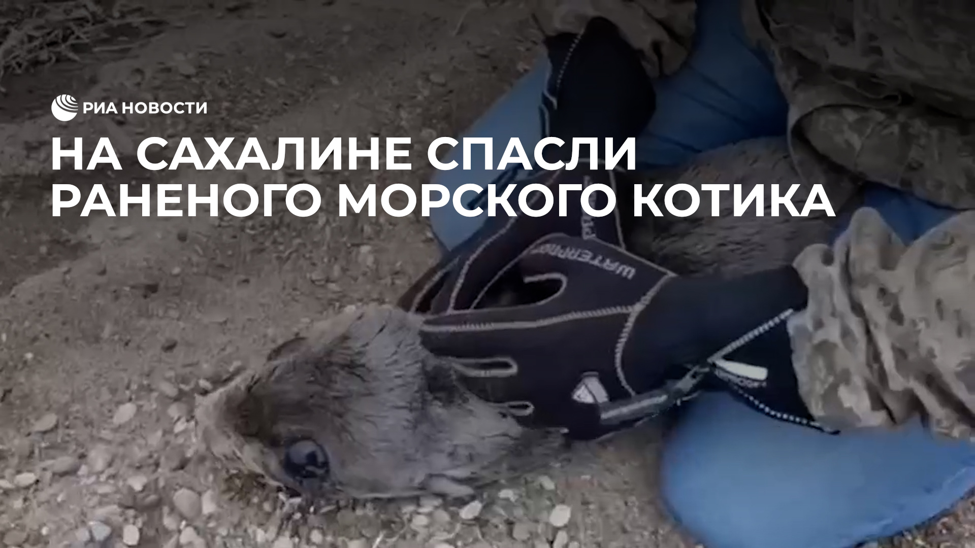 На Сахалине спасли раненого морского котика