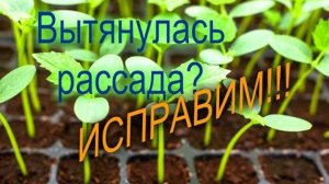 ЧТО ДЕЛАТЬ ЕСЛИ РАССАДА ОГУРЦОВ ВЫТЯНУЛАСЬ//УКРЕПЛЯЕМ КОРНИ// МОЯ ЛЮБИМАЯ УСАДЬБА