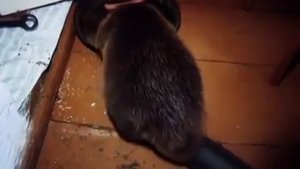 Ручной бобер Сёма ....