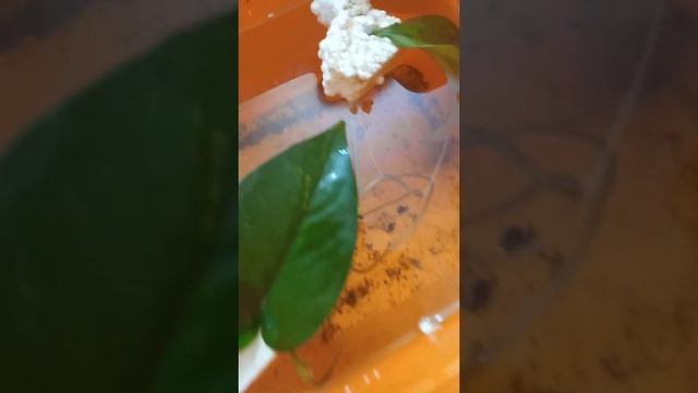 Сциндапсус — тропическая лиана. Монстера. Пересадка. Выращиваем в домашних условиях. смотреть онлайн