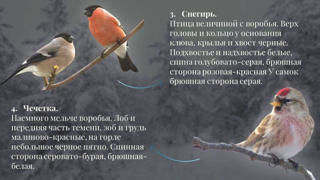 Подкормка птиц зимой: полезные советы